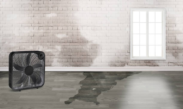  Blaine, WA Water damage restoration Pros